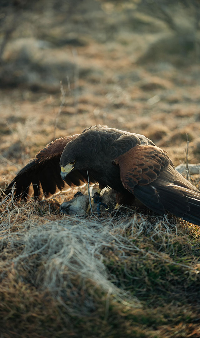 Falcon on a field