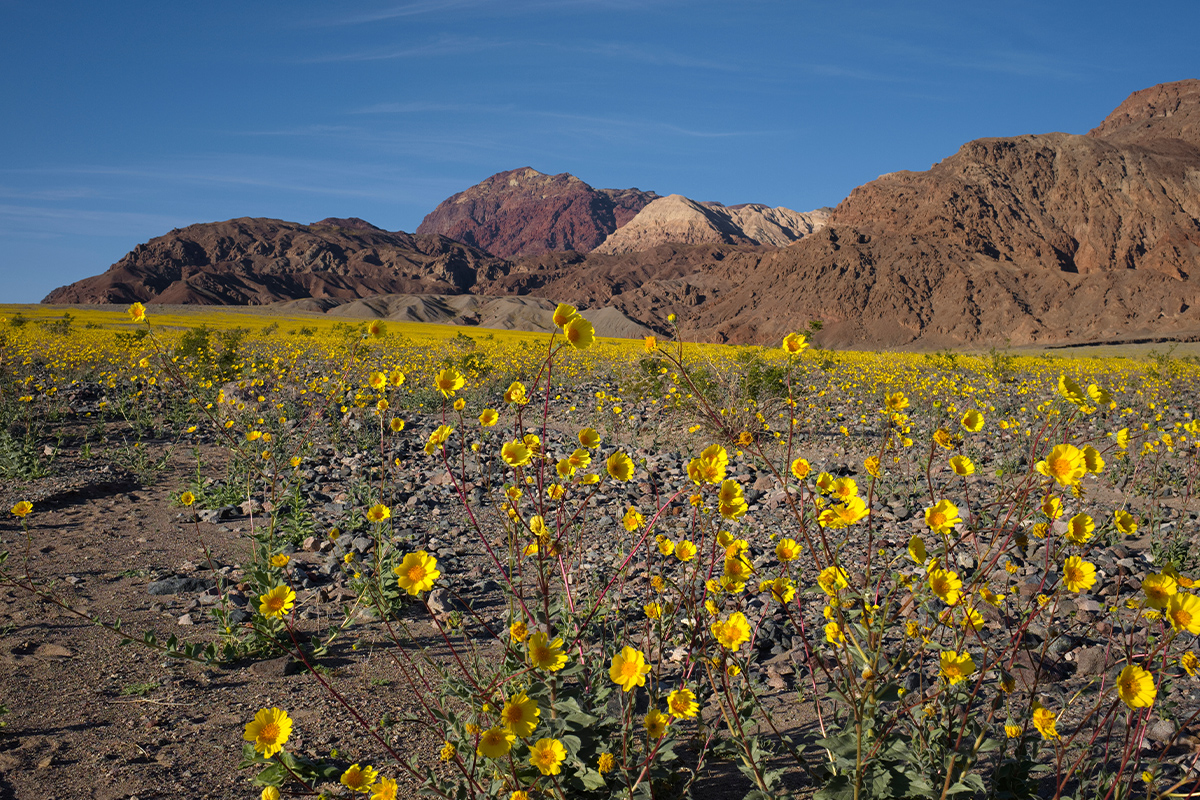 Death Valley 2