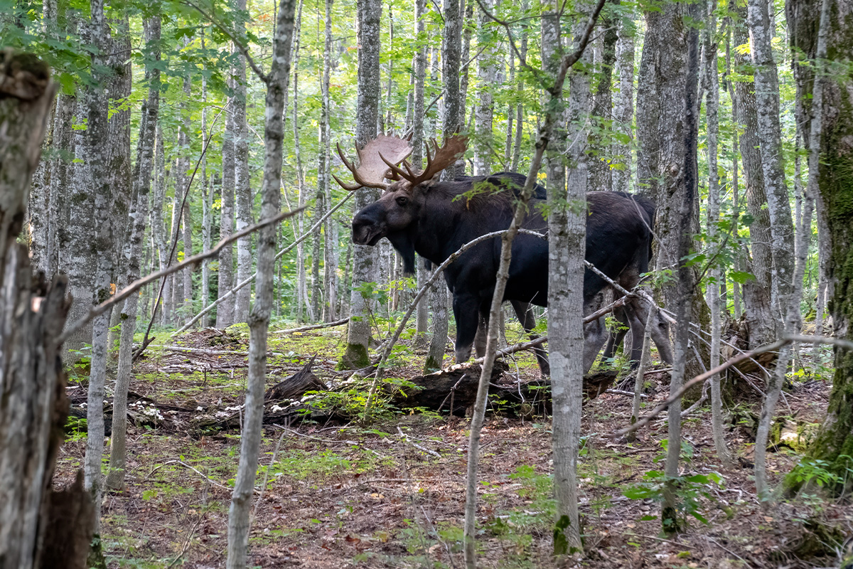 Isle Royale National Park 9