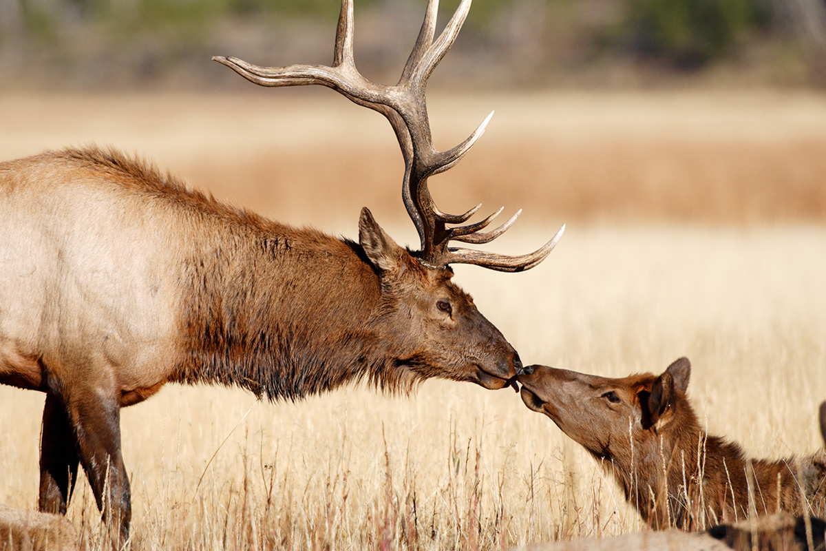 Best Things to Do in Yellowstone National Park 12