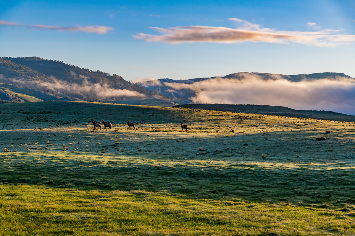 Best Things to Do in Yellowstone National Park 6