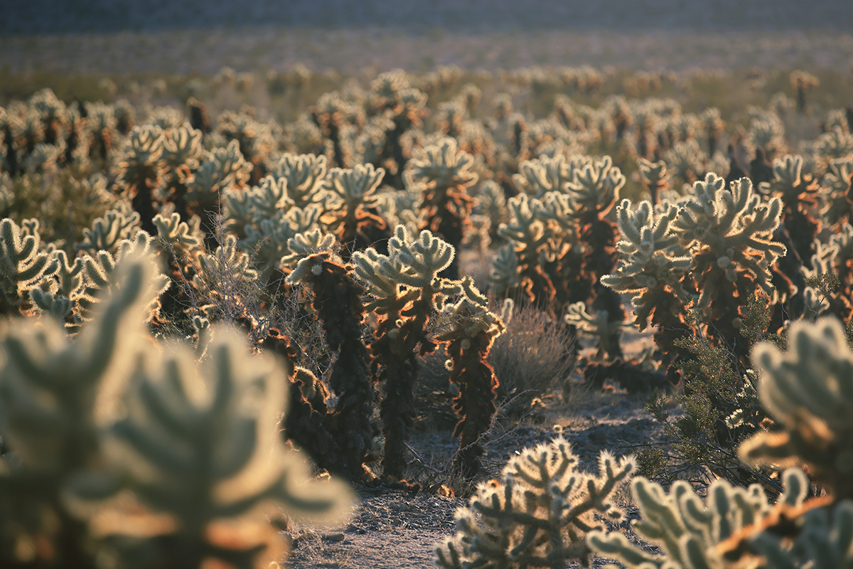 Best Things to Do in Joshua Tree National Park 1