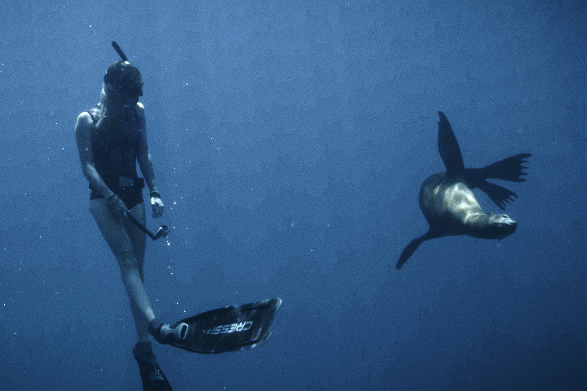 baja california marine life sea lion