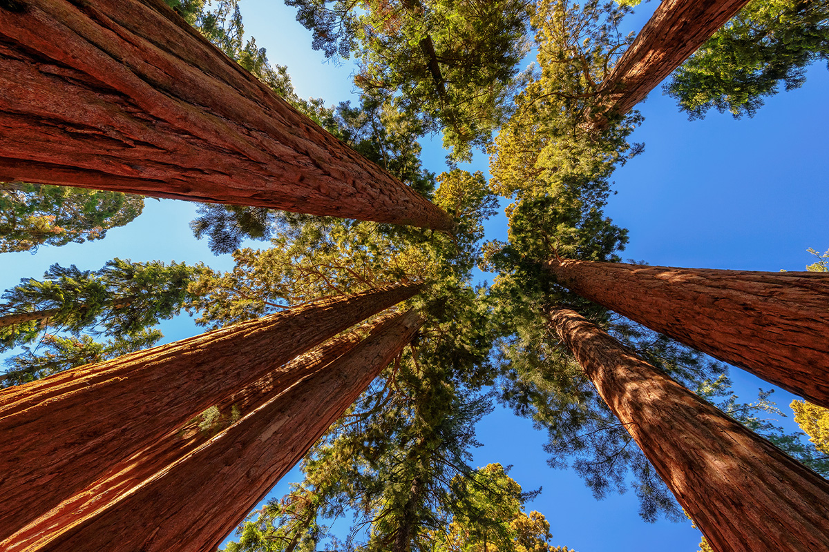 Best Hikes in Sequoia National Park 13