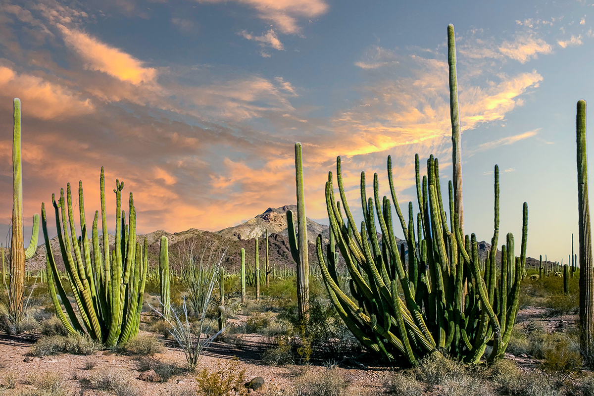 Best Hikes in Saguaro National Park 6