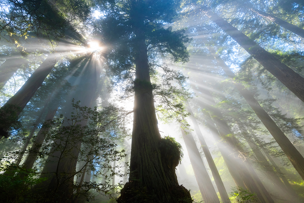 Best Hikes in Redwood National and State Parks 3