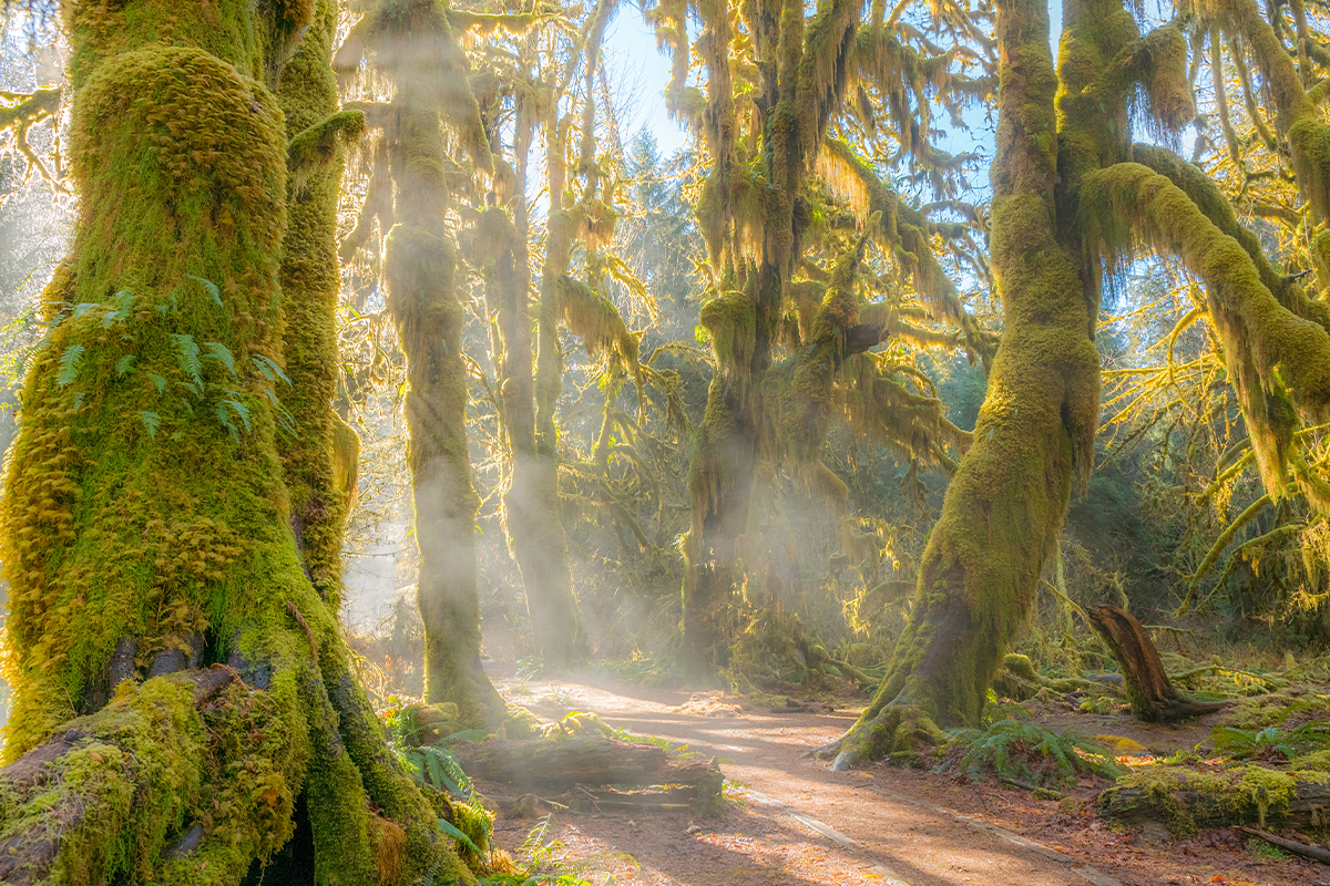 Plan the Best Time to Visit Olympic National Park and Explore 2