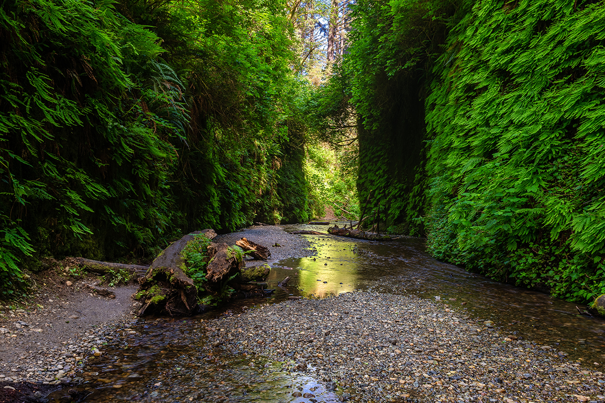 Your Guide to the Best Time to Visit Redwood National Park 7