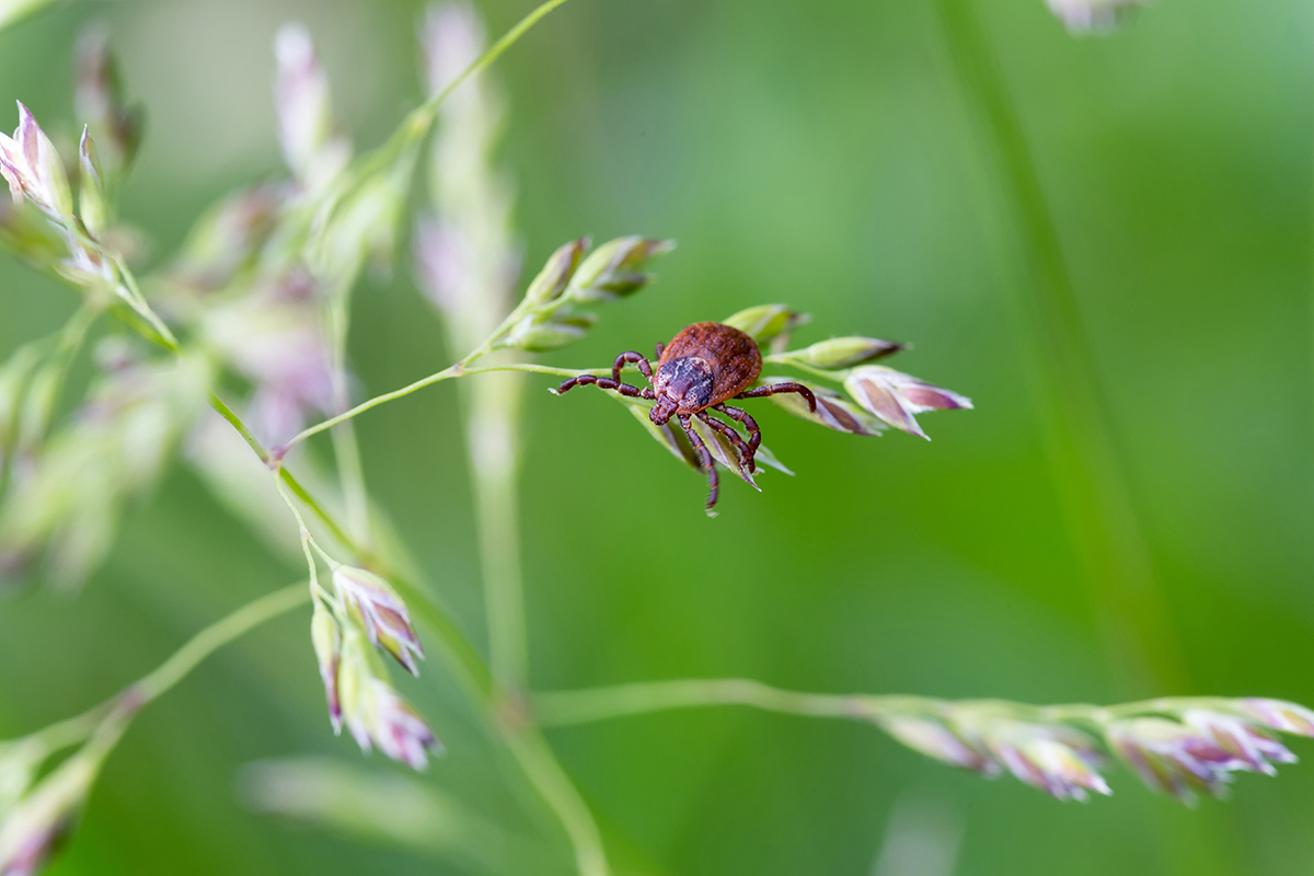 Tips and Ticks: Tick Bites, Safety, and Prevention for Humans and Dogs 2