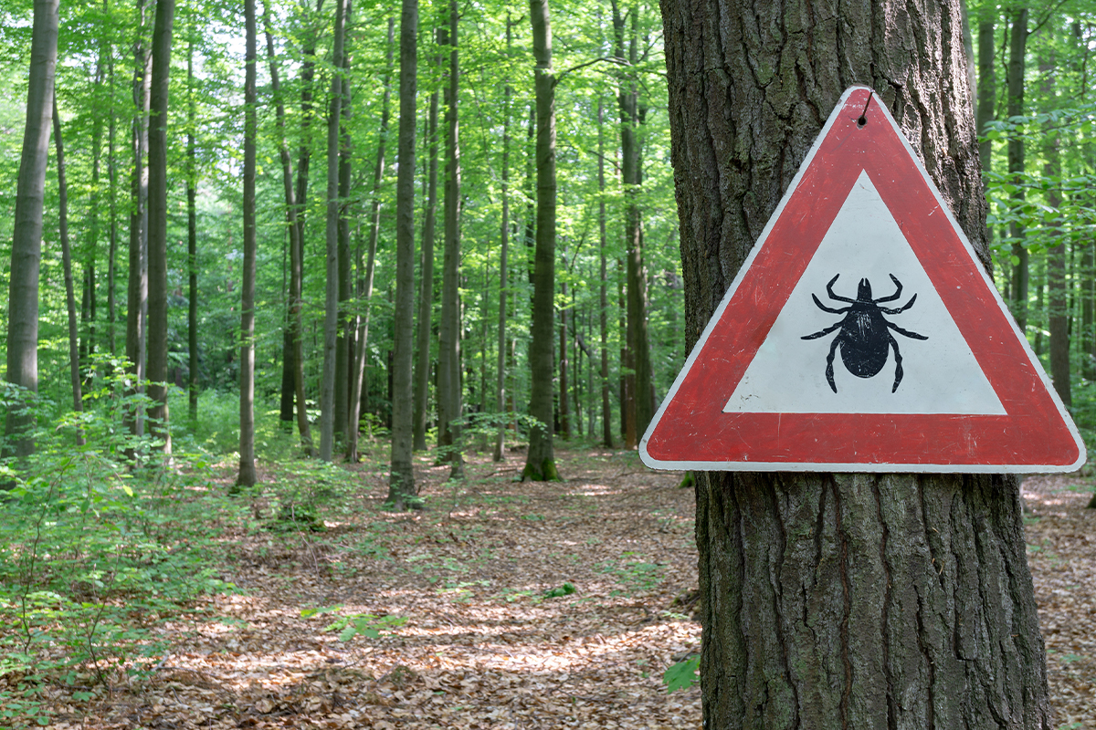 Tips and Ticks: Tick Bites, Safety, and Prevention for Humans and Dogs 3