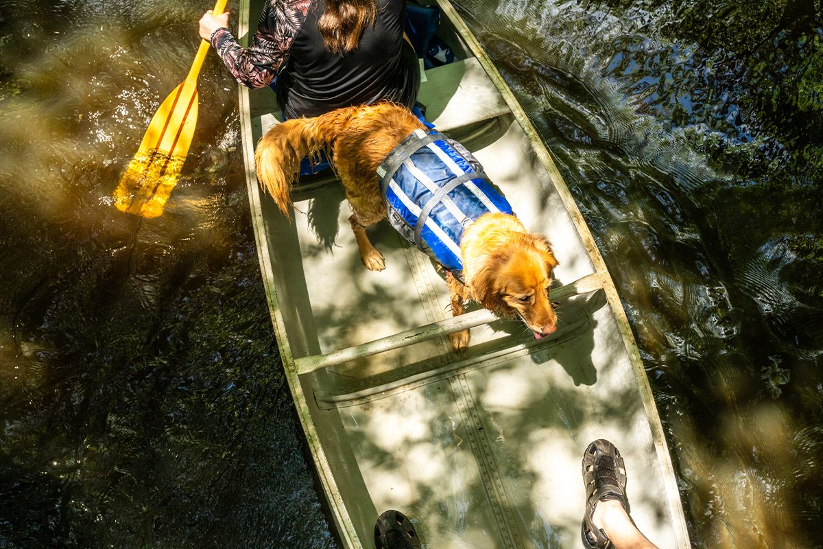 Best Things to Do in Congaree National Park 4