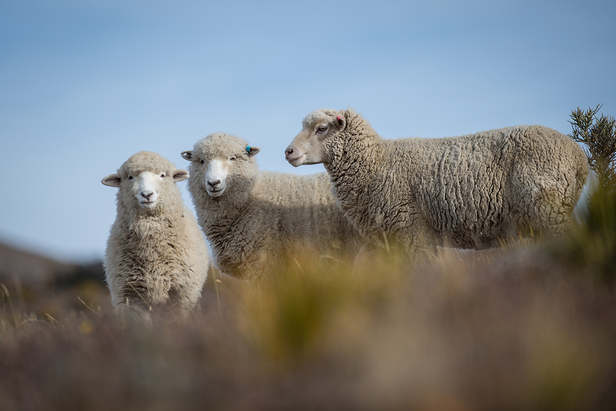 How to Wash Merino Wool Without Ruining Your Gear 15