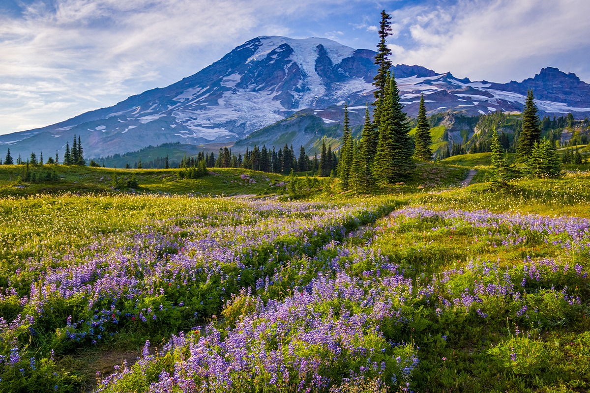 Things to Do in Mount Rainier National Park 2