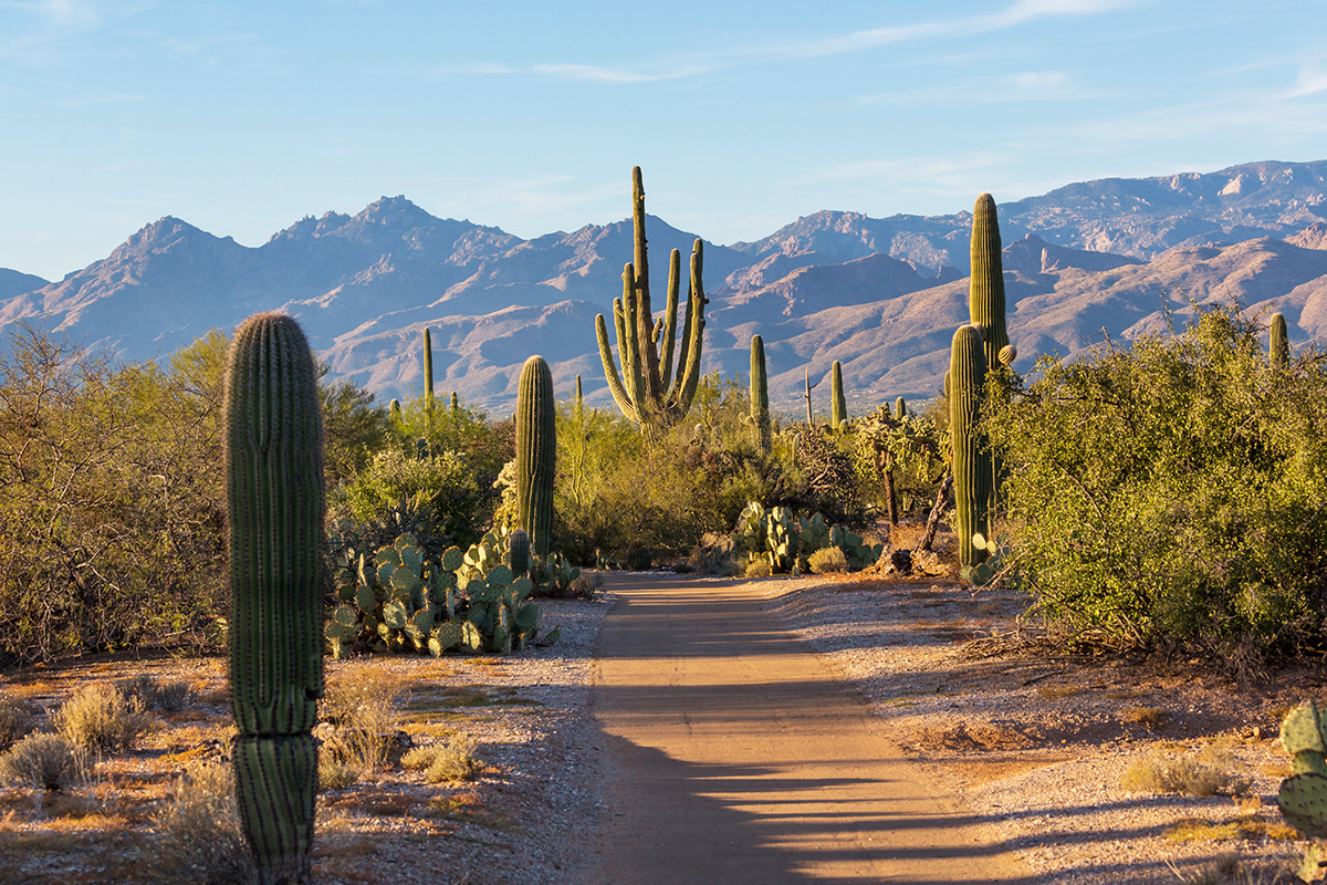 What to Do in Saguaro National Park: The Ultimate Guide 6