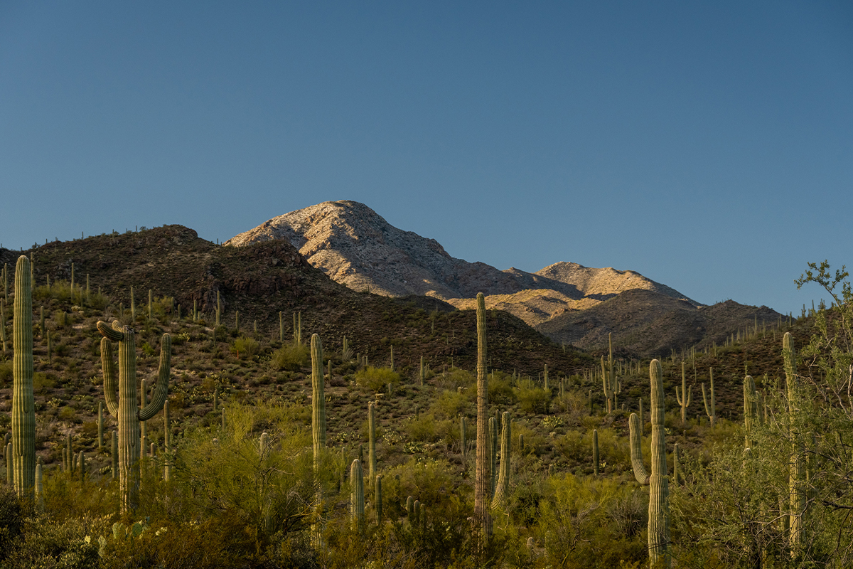 What to Do in Saguaro National Park: The Ultimate Guide 7