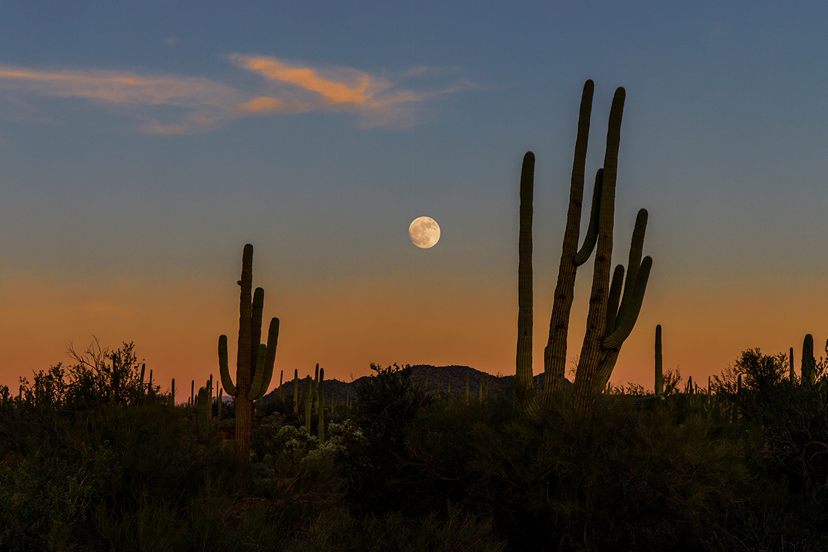 What to Do in Saguaro National Park: The Ultimate Guide 8