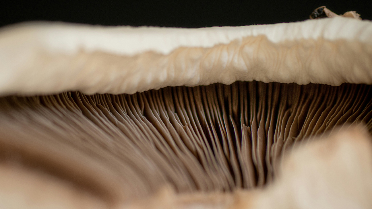 Mushroom Foraging: Safety Protocols and Beginner Species 11