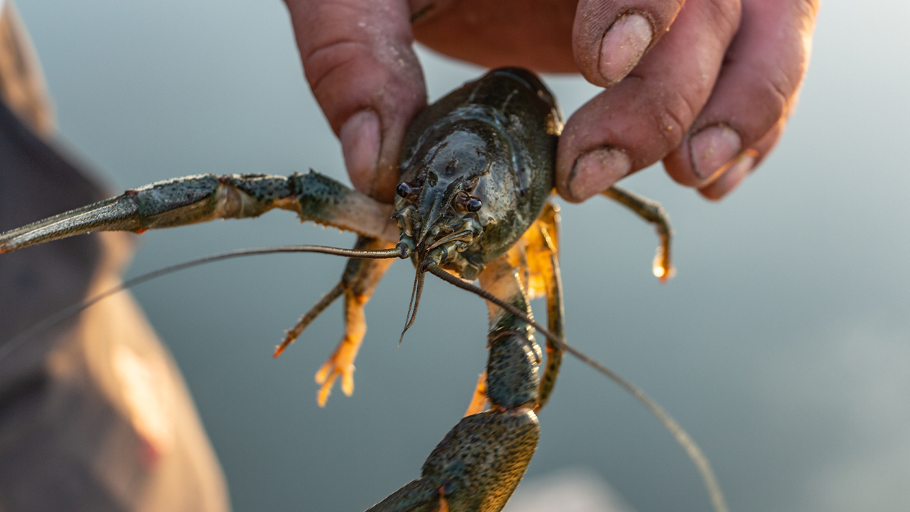 How to Trap Crawfish Successfully: A Tactical Field Guide 11