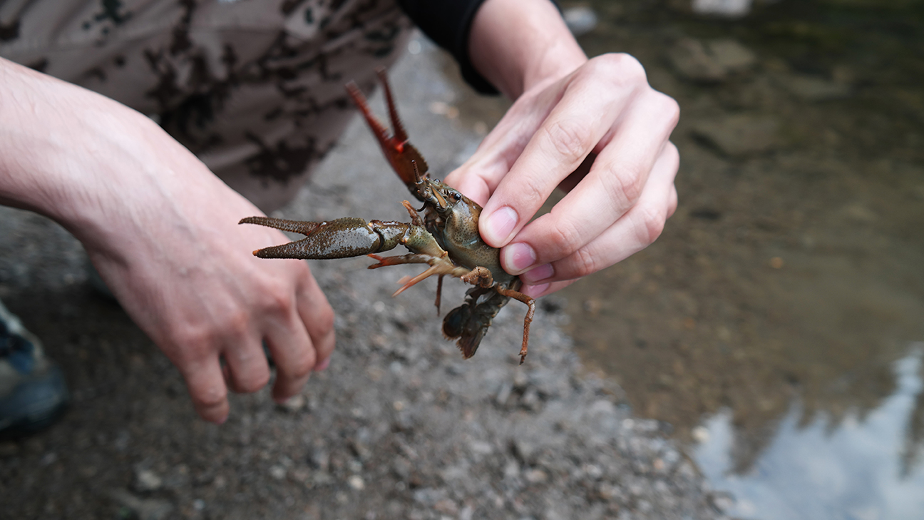 How to Trap Crawfish Successfully: A Tactical Field Guide 13