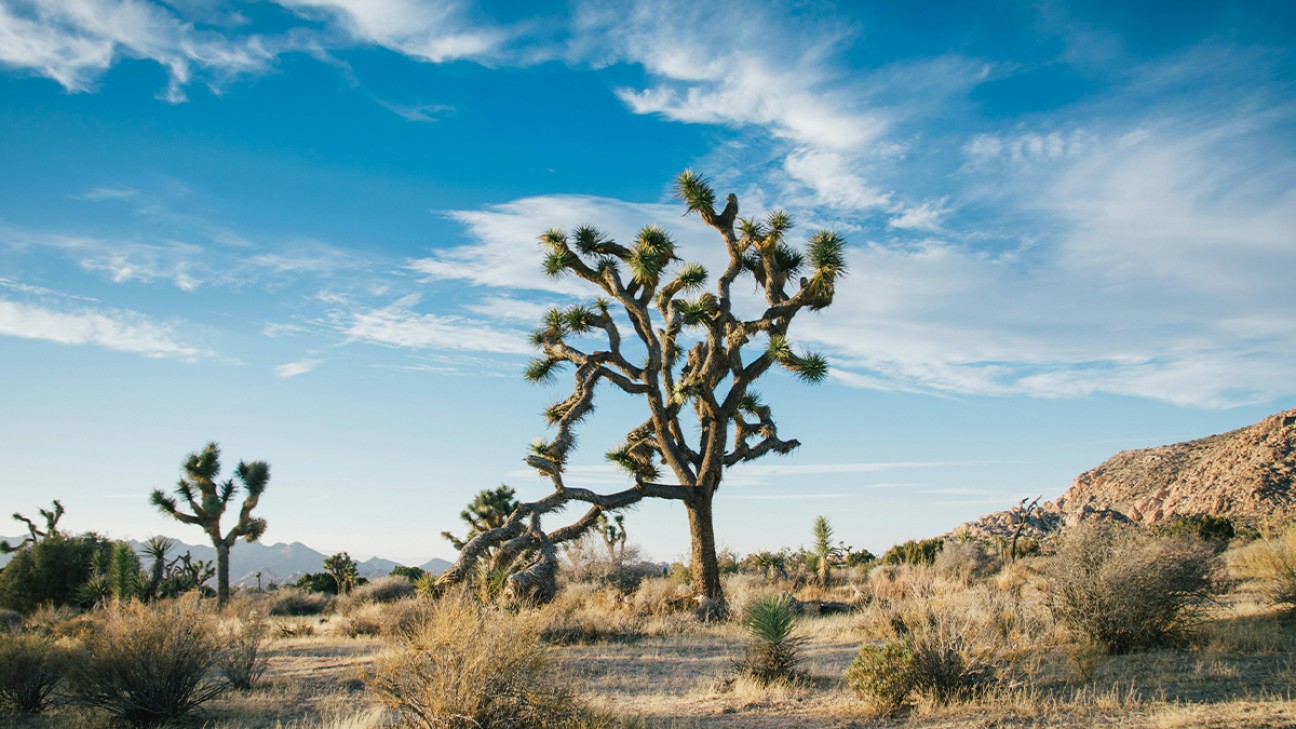 Best Things to Do in Joshua Tree National Park fi