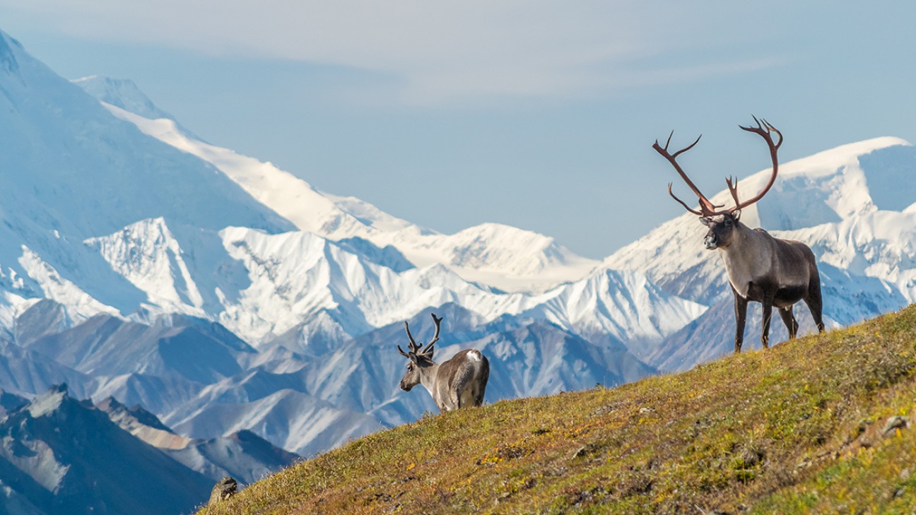 Things to Do in Denali National Park fi