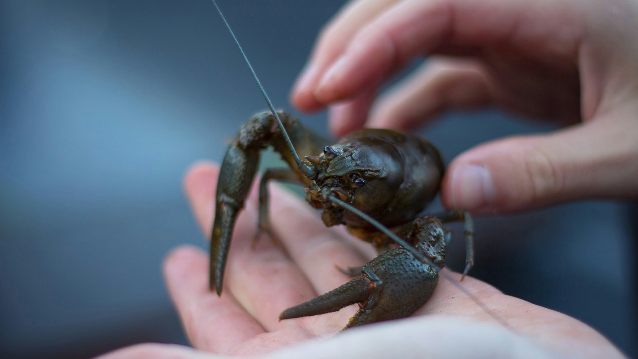 How to Trap Crawfish Successfully: A Tactical Field Guide 1