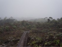 A tour of America's great swamps - one of the listed US swamps