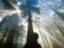 Things to Do in Redwood National Park 12