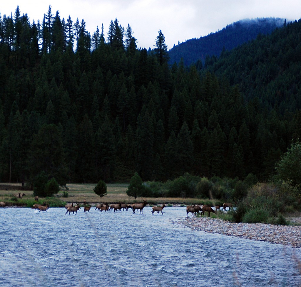 Bitterroot Elk