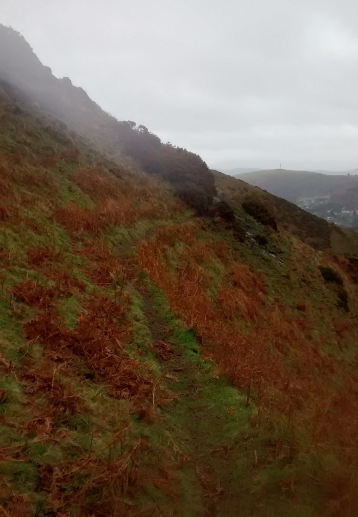 A sheep path disappears into the heather