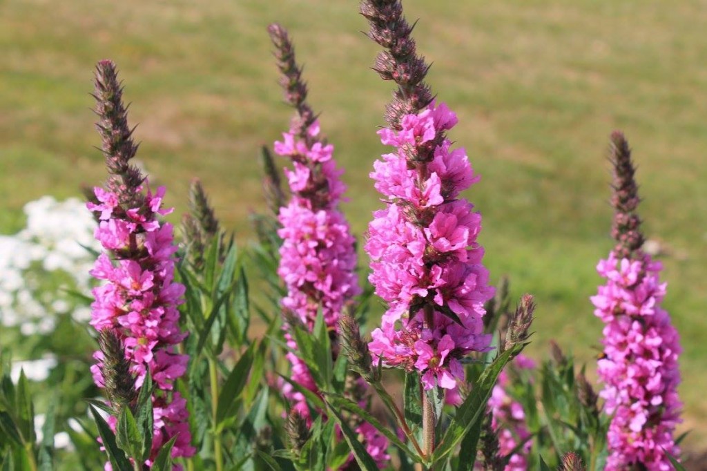 Tasmania_Wildflowers