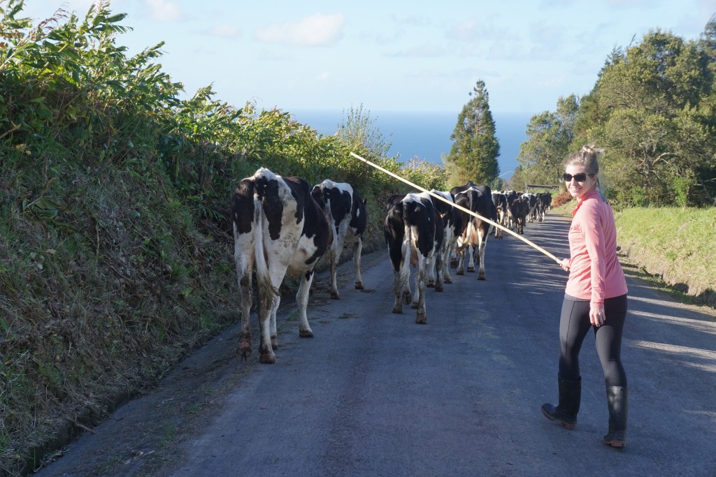 Azores_Islands_Danielle_Cows