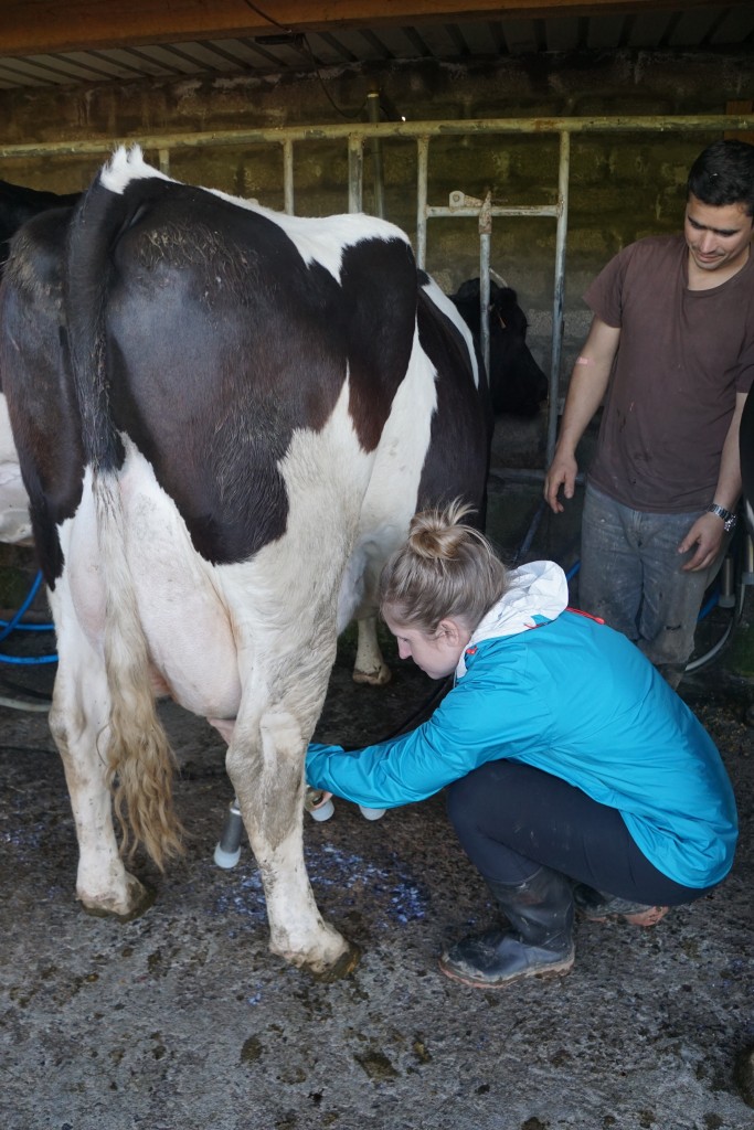 Azores_Islands_Danielle_MilkingCows