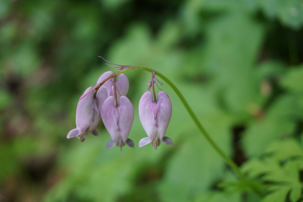 PetesCreek_Wildflowers