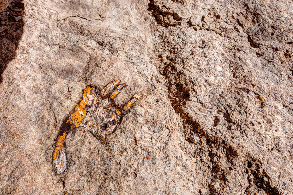 An image of a rock with a fossil