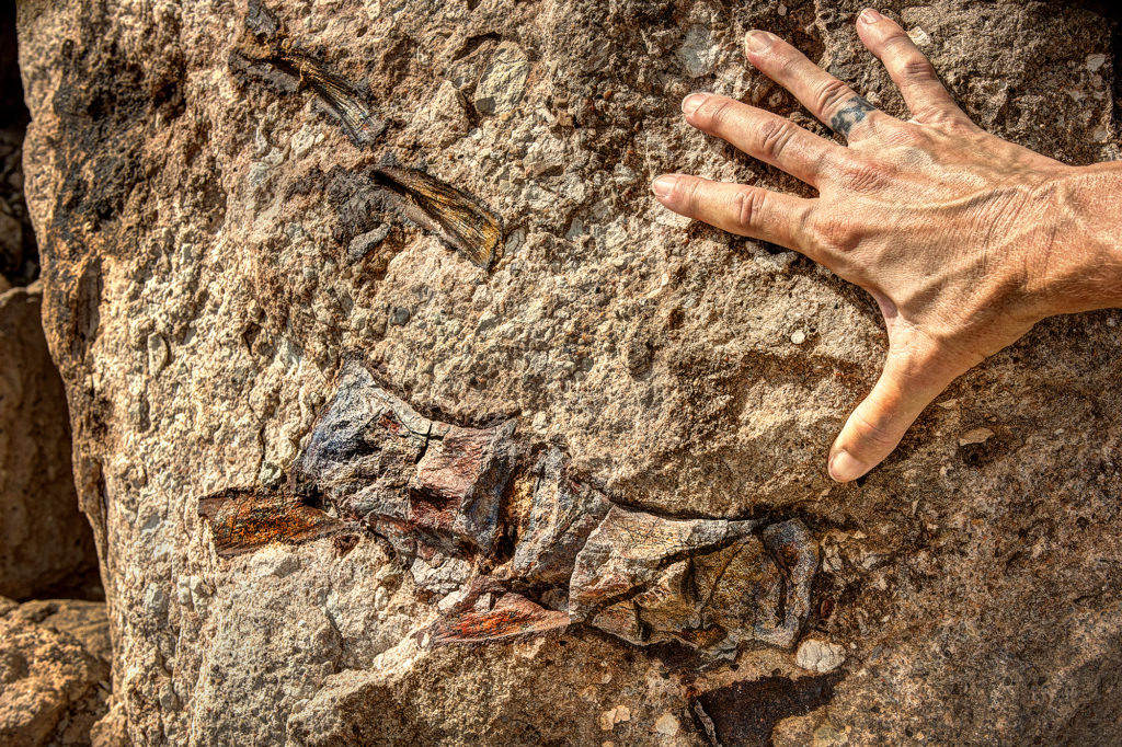 A man placing his hand on a rock with fossils