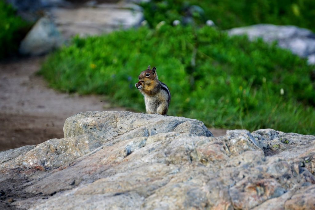 NachesLoop_Chipmunk