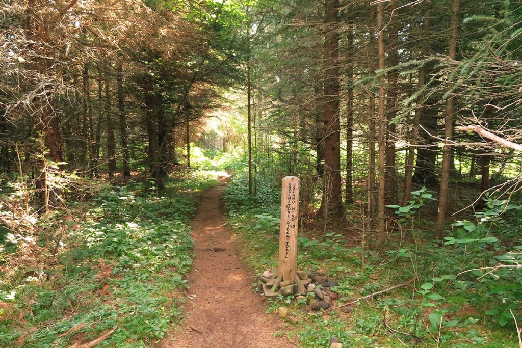 hiking trail leading into the woods