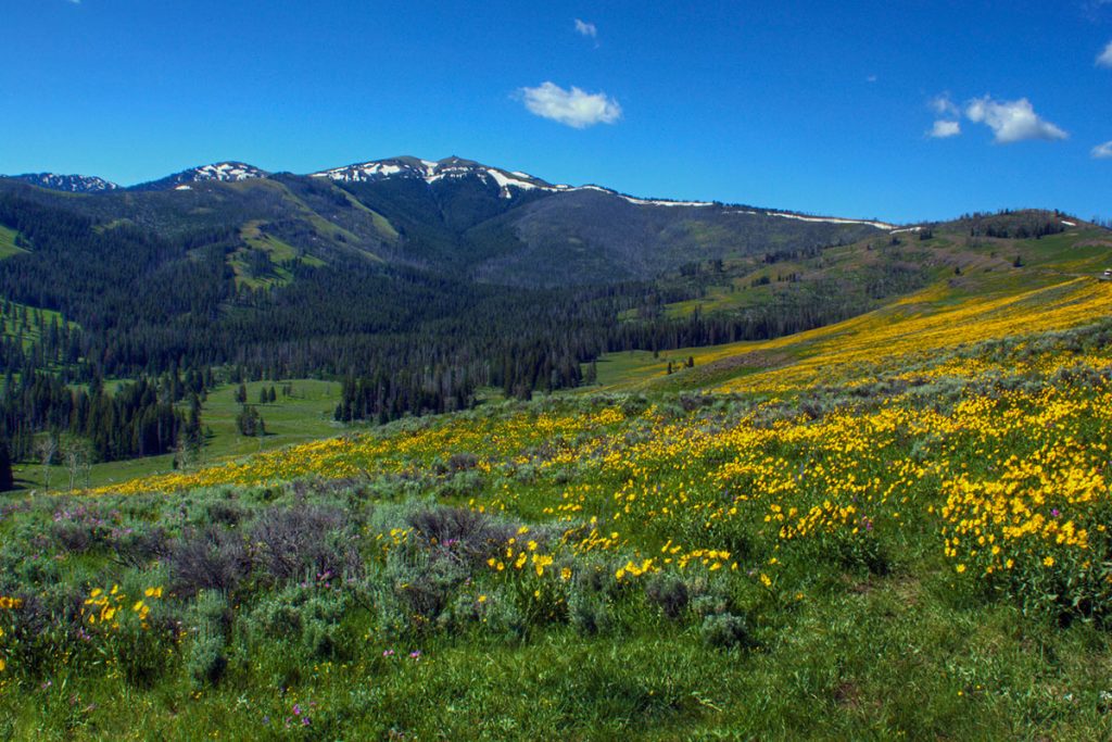 wildflowers on Dunraven Pass