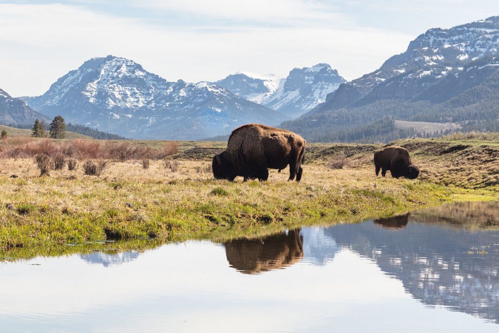 Bull Bison Drinking Water