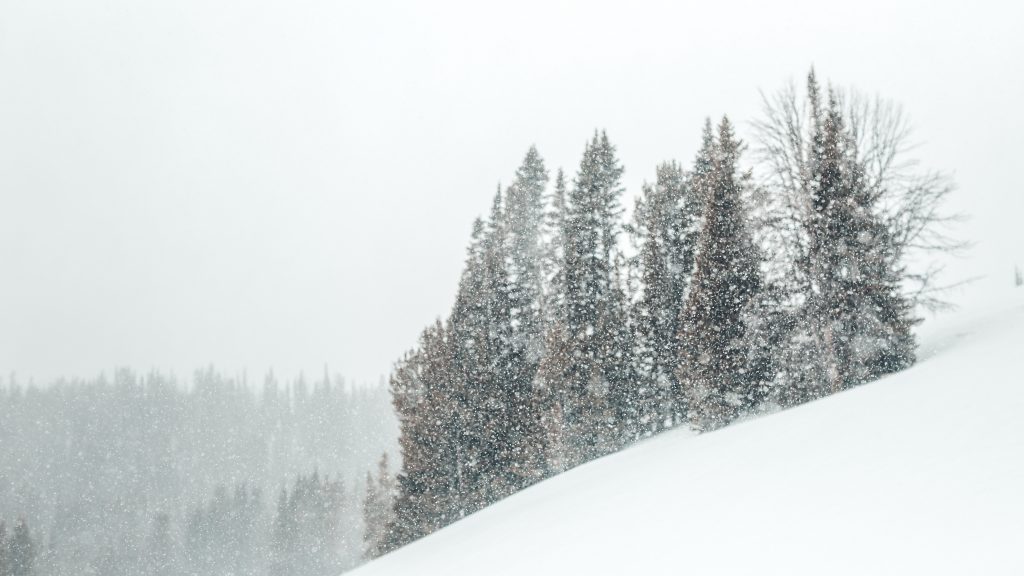 Tree covered with snow during daytime