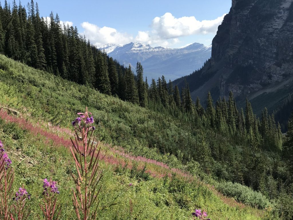 LakeLouise LakeAgnes Wildflowers