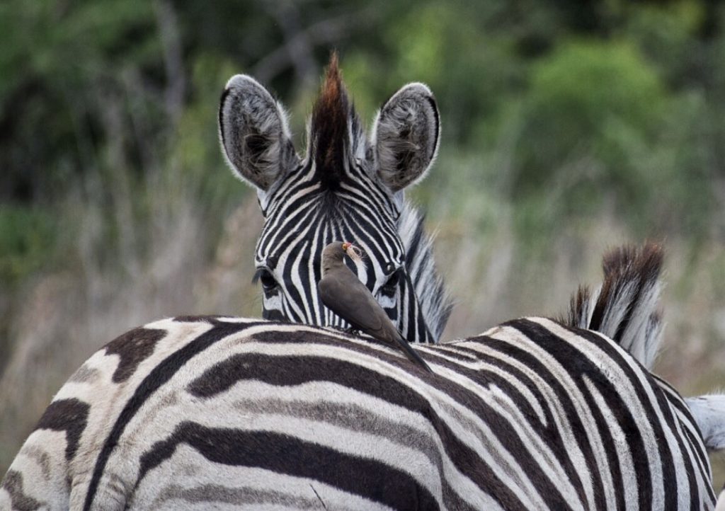 Prina Zebras