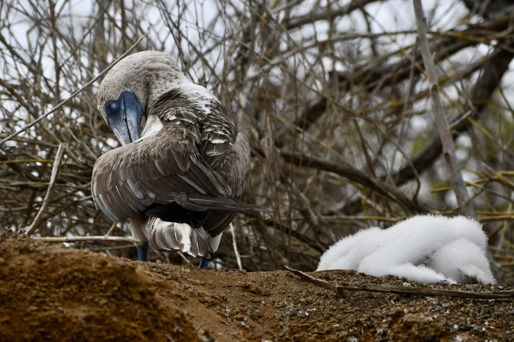 SBornstein Galapagos BlueFootedBooby