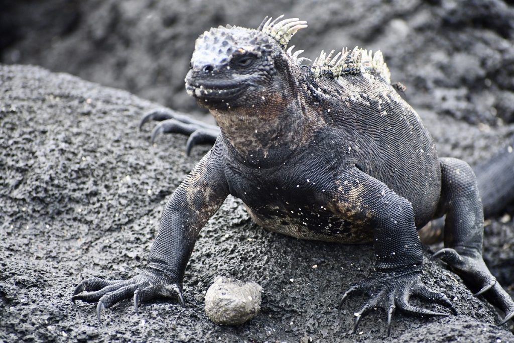 SBornstein Galapagos MarineIguana FernandinaLavaField