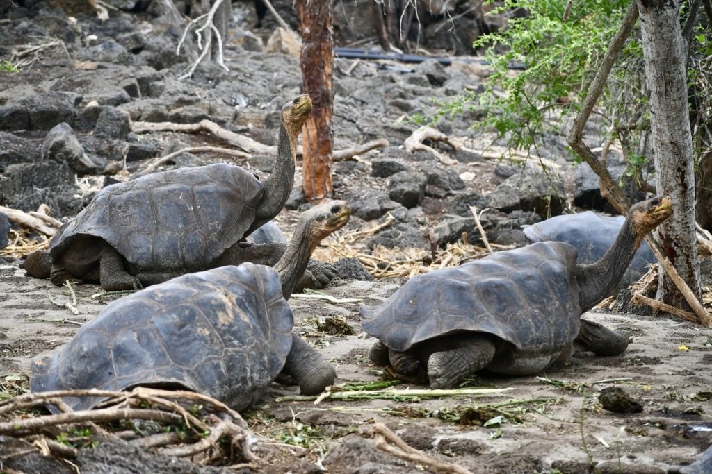 SBornstein Galapagos Tortoises DarwinCenter SBornstein Galapagos Tortoises DarwinCenter