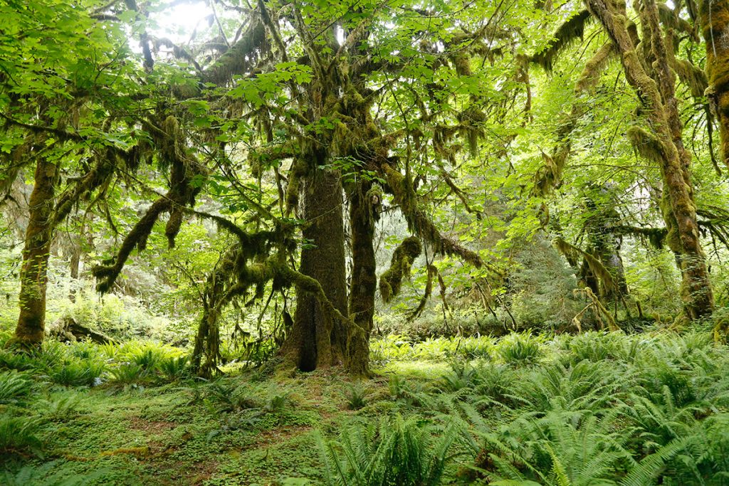 green grass and trees in rain forest