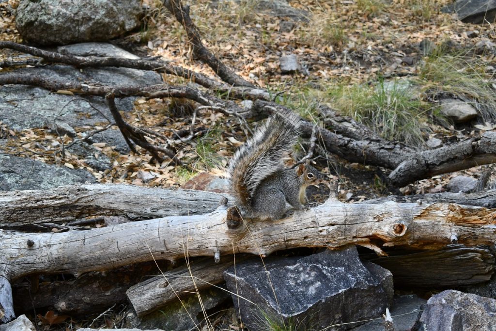 RamseyCanyon Squirrel RamseyCanyon Squirrel