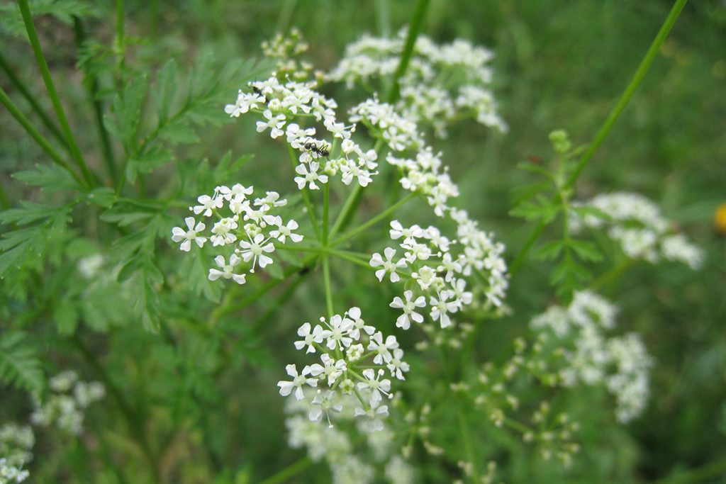 ants on white poisonous hemlock