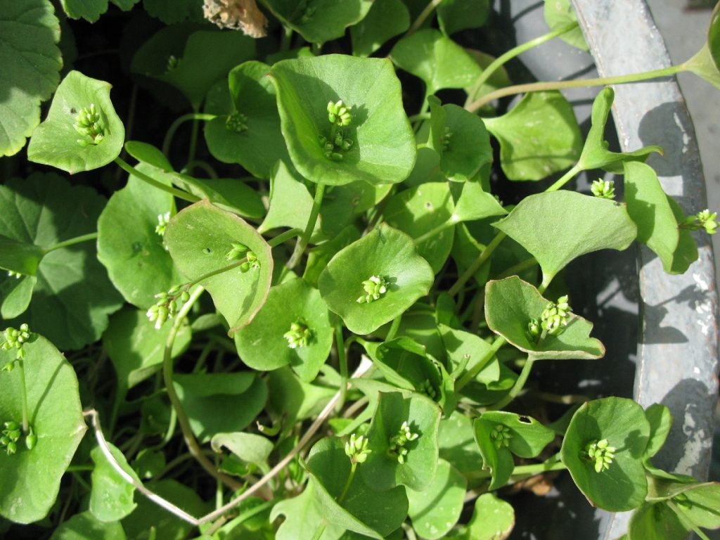 miners lettuce in white pot